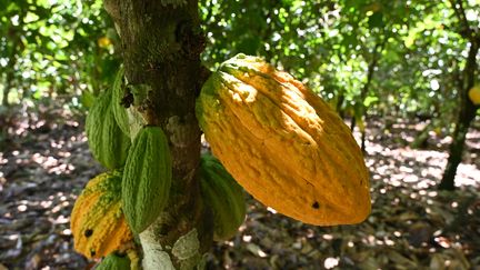 Des cabosses de cacao sur un arbre dans une plantation près de Guiglo, dans l'ouest de la Côte d'Ivoire, le 10 octobre 2020. Photo d'illustration. (ISSOUF SANOGO / AFP)