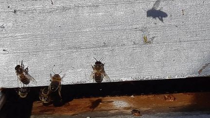 Des abeilles sur une ruche. (Illustration).&nbsp; (VALÉRIE MENUT / FRANCE-BLEU PAYS BASQUE)