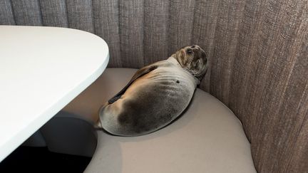 Le bébé otarie de huit mois découvert dans la salle d'un restaurant de San Diego (Californie, Etats-Unis), jeudi 4 février, fait une sieste sur une banquette. (REUTERS)