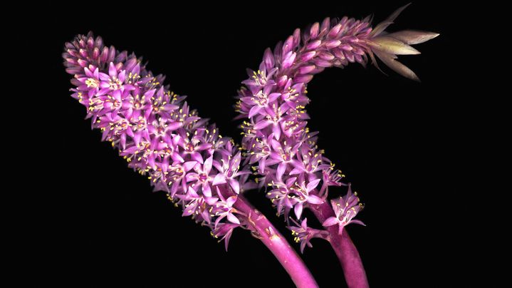 Hampes florales de plantes ananas (Eucomis). (JOSON / STONE RF / GETTY IMAGES)