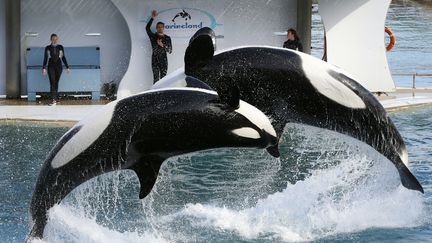 Des orques en plein show, à Marineland, à Antibes, en mars 2016. (VALERY HACHE / AFP)