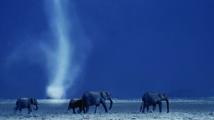 Une famille d'éléphants traverse les plaines arides d'Amboseli, à l'ombre du Kilimandjaro. Un site durement touché par trois années consécutives de sécheresse. 
 (Simon Blakeney)