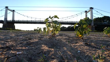 Le lit asseché de la Loire, à&nbsp;Montjean-sur-Loire (Maine-et-Loire), le 30 juillet 2020. (JEAN-FRANCOIS MONIER / AFP)