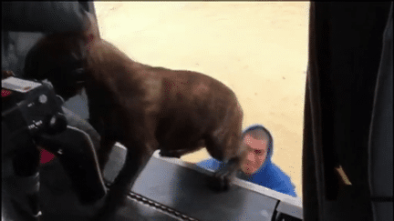 un chien sauvé des inondations en Espagne