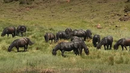 Ariège : la transhumance des chevaux Merens