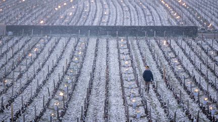 Pour tenter de protéger leurs vignes du gel, un&nbsp;viticulteur de Bourgogne allume des feux, le 7 avril 2021. (MICHEL JOLY / HANS LUCAS)