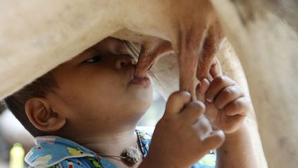 Un jeune Cambodgien de 18 mois t&ecirc;te une vache pour se nourrir dans le village de Nokor Pheas (Cambodge), le 11 septembre 2011. (SAMRANG PRING / REUTERS)