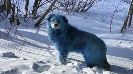 Russie : des chiens errants au pelage bleu recueillis près d'une usine abandonnée