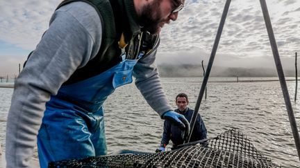 Des ostréiculteurs à Andernos, sur le Bassin d'Arcachon, le 30 décembre 2023. (GUILLAUME BONNAUD / MAXPPP)