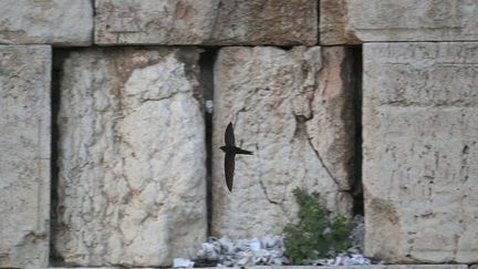 Un martinet noir survole la vieille ville de Jerusalem, le 11 mars 2012. (RONEN ZVULUN / REUTERS)