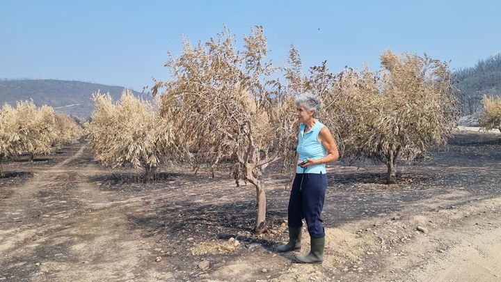 Maria Karsikov dans son oliveraie de Makri (Grèce), septembre 2023 (MARIE-PIERRE VEROT / RADIO FRANCE)