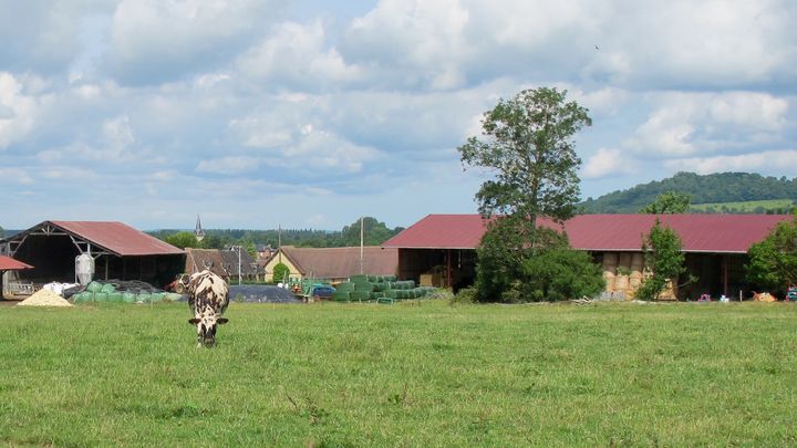 L'exploitation de la famille Verger, avec les hangars en arri&egrave;re plan, dispose de 80 hectares de prairies et de 70 hectares en culture. (MARIE-VIOLETTE BERNARD / FRANCETV INFO)