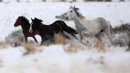 Si chaque année, les chevaux capturés sont proposés à l'adoption, leur nombre est nettement supérieur au nombre potentiel d'adoptants. Le BLM ne place que 2.000 bêtes par an contre 6.000 il y a quinze ans. Ceci relance le débat sur l'euthanasie de ces animaux. (Mike Blake / Reuters)