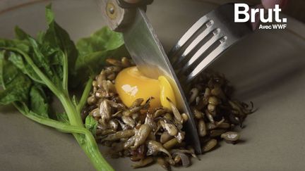 Un œuf mariné à la bière, avec des graines de tournesol caramélisées... C'est la nouvelle recette durable, et facile à réaliser, du chef étoilé Florent Ladeyn.