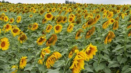 Un champs de tournesol en Espagne, le 20 juillet 2017. (TIM SOMERSET / MAXPPP)