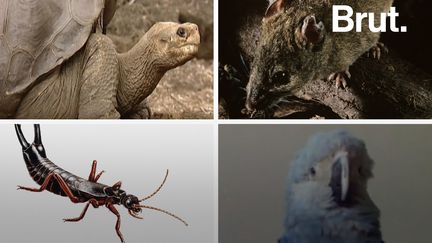 La tortue de Pinta, le melomys de Bamble Cay, le perce-oreille de Saint-Hélène… Vous ne verrez plus ces animaux dans la nature.