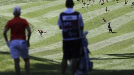 Des kangourous envahissent le terrain de golf lors de l'open de Canberra (Australie), le 14 f&eacute;vrier 2013. (STEFAN POSTLES / GETTY IMAGES)