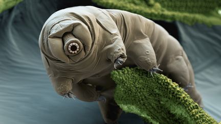 Un tardigrade évoluant dans une mousse. (EYE OF SCIENCE / PHOTO RESEARCHERS, INC.)