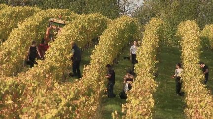 Vendanges : de notaire à viticulteur. (FRANCE 2)