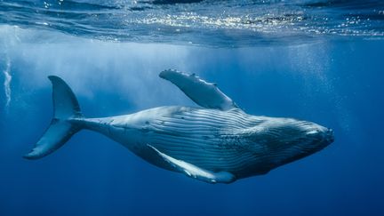 C'est la troisième fois que cette proposition de création d'un sanctuaire dans l'atlantique sud est rejeté. (FABIEN MICHENET / BIOSPHOTO / AFP)