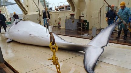 La Cour internationale de justice (CIJ) avait jugé en 2014 que le Japon détournait à des fins commerciales une activité présentée comme scientifique. (INSTITUTE OF CETACEAN RESEARCH / FILES / AFP)