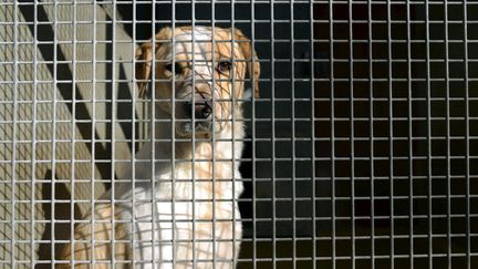 Photo d'illustration d'un chien dans un refuge animalier, à Marseille,&nbsp;en 2012. (MAXPPP)