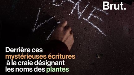 De mystérieuses inscriptions à la craie sont apparues dans les rues de Toulouse. On les doit au botaniste Boris Presseq. Son but : mettre en lumière les plantes sauvages qui poussent au milieu du bitume. Brut l'a suivi.