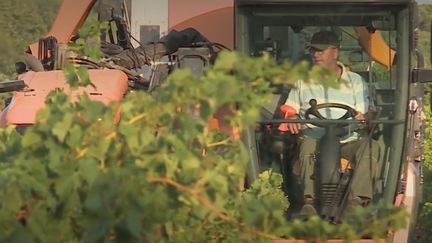 Gard : des vendanges de plus en plus précoces