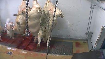 Maltraitance animale dans les abattoirs