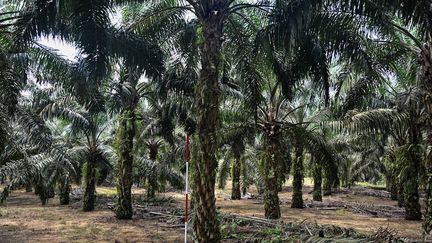 L'huile de palme est une huile végétale extraite du fruit d'un palmier. (MOHD RASFAN / AFP)