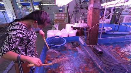 À&nbsp;Bangkok, en Thaïlande, le marché aux poissons d'ornement de Chatuchak est le plus grand du monde. Il regroupe les espèces les plus étranges. Un poisson particulièrement rare peut coûter jusqu'à 25 000 euros.&nbsp; (CAPTURE ECRAN FRANCE 2)