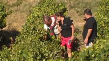 Vendanges (France 2)