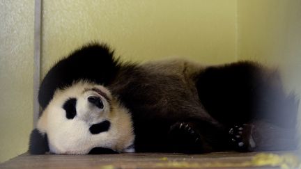 Zoo de Beauval : bientôt un bébé panda