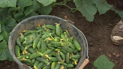 C'est l'un des derniers producteurs de cornichon en France : la maison Marc. La récolte a démarré début juillet et les plans de cornichons sont prometteurs. (France 3)