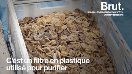 Des millions de petits filtres en plastique pleins de germes ont été rejetés dans la mer Méditerranée et sont retrouvés sur le sable. En Corse, Pierre-Ange lance l'alerte sur la pollution aux biomédias...