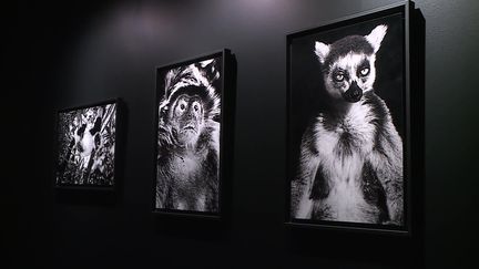 Exposition "La sixième extinction", à découvrir jusqu'au 27 janvier 2024 (France 3 Languedoc-Roussillon)