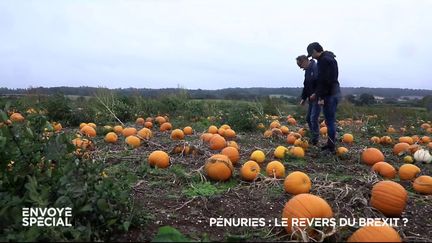 Envoyé spécial. Grande-Bretagne : après le Brexit, y aura-t-il de la dinde à Noël… et des citrouilles à Halloween ?&nbsp; (ENVOYÉ SPÉCIAL  / FRANCE 2)