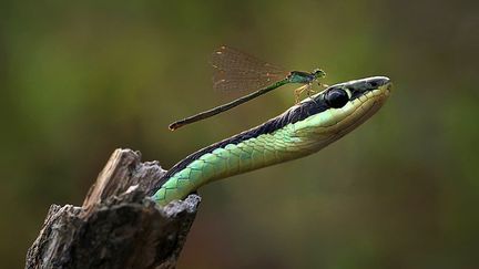 Une libellule inconsciente se pose sur la t&ecirc;te d'un serpent, le 5 novembre 2014. (ADHI PRAYOGA / SOLENT NEWS / SIPA)