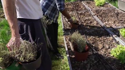 Alimentation : des fruits et légumes cultivés au cœur des villes (France 2)