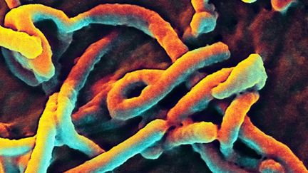 Le virus Ebola. (Image : NIAID/Flickr)  ((Image :&nbsp;NIAID/Flickr))