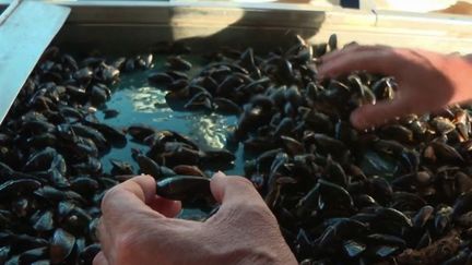 Sécheresse :&nbsp;en Charente-Maritime, les moules de bouchot manquent de&nbsp;nourriture (FRANCE 2)