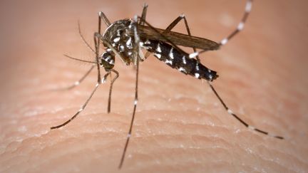 Le moustique tigre, Aedes Albopictus,&nbsp;est le vecteur du chikungunya. (CDC-GATHANY / PHANIE / AFP)