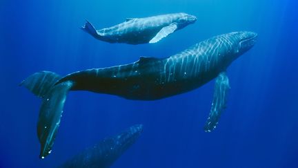 Des baleines au large d'Hawa&iuml;, aux Etats-Unis. (GETTY IMAGES)