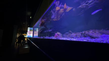 Le Muséum-Aquarium de Nancy bat des records de fréquentation. (FRANCE 3 NANCY)