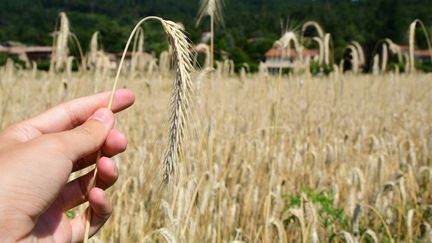 Cinq questions sur la mauvaise récolte de blé tendre qui frappe les agriculteurs cette année