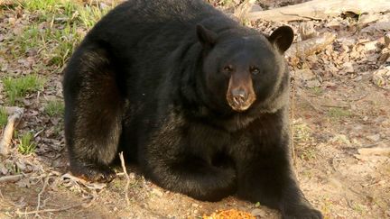 Il n'est pas exceptionnel que des ours noirs, nombreux en Colombie-Britannique, s'approchent de résidences, attirés par la nourriture qu'ils peuvent trouver dans les poubelles. (CATERS NEWS AGENCY / SIPA)