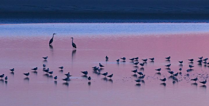 De nombreux oiseaux, y compris des migrateurs, évoluent autour de l'îlot rocheux du Mont Saint Michel. (PREAU LOUIS-MARIE / HEMIS.FR / AFP)