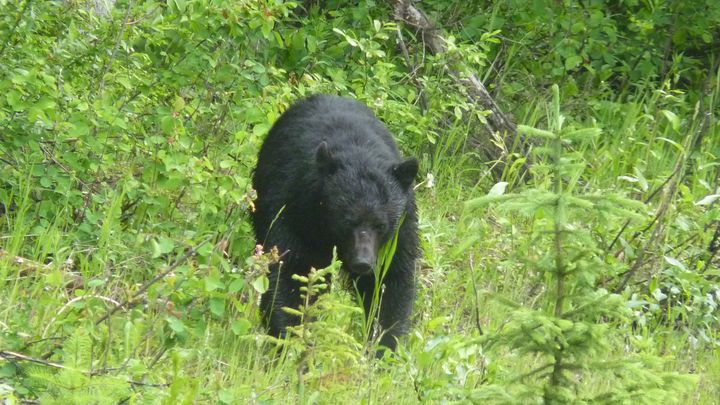 Faire du vélo dans les zones sauvages canadiennes a permi à Tiphaine de croiser ours, élans, lynx, loups… (TIPHAINE MULLER)