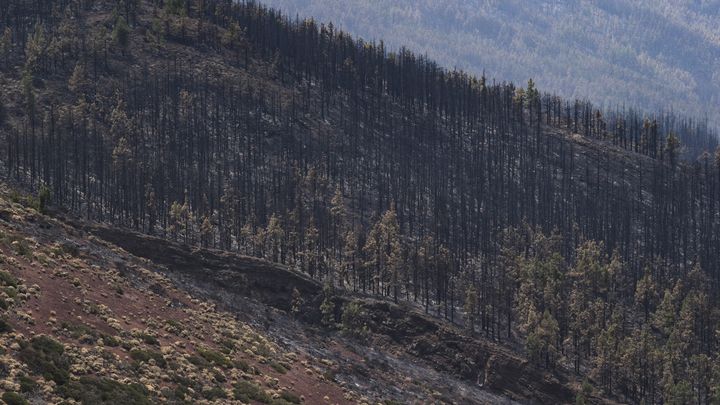 La forêt de l'île de Tenerife après le passage d'un incendie (ALBERTO VALDES / EFE)