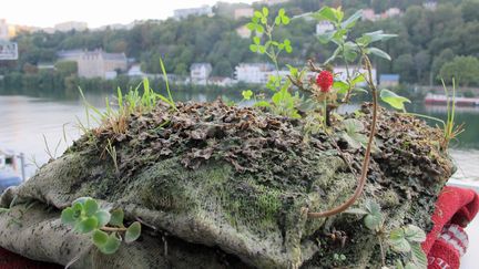 Les pull-overs pot de fleur de Michel Blazy. L'artiste crée des installations à la fois fragiles et aléatoires à l’aide de matériaux périssables, dont les cycles de vie rendent compte d’une certaine conception de l’économie. 
 (Anne-Sophie Saboureau)